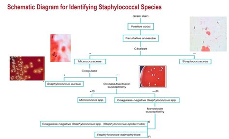 streptococcus biochemical test|Lab 12: Staphylococcus and Streptococcus .